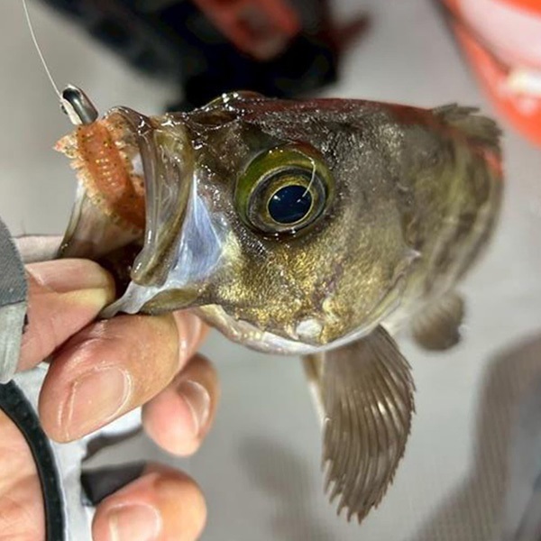 ガルプ！SWサンドワーム　2インチ